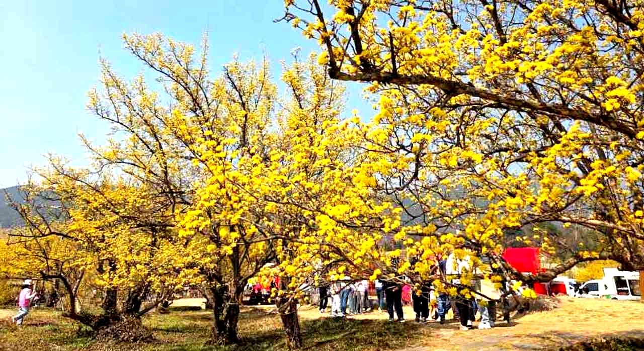 지리산 자락 마을을 따라 노란 산수유꽃이 가득 피어난 풍경. [ⓒ한국관광 콘텐츠랩]
