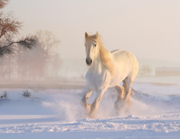 눈 밭을 달리는 백마