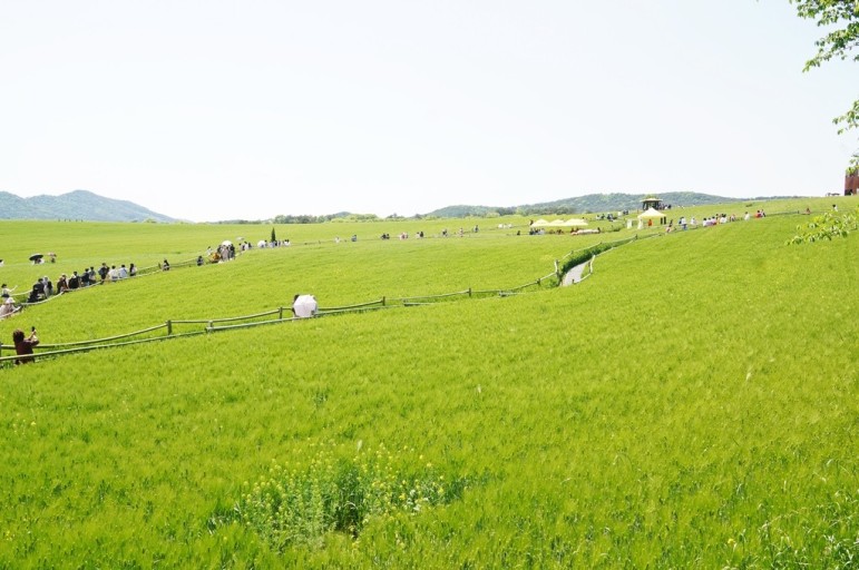고창 청보리밭 사진