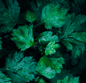 쑥 효능 부작용 칼로리 요리