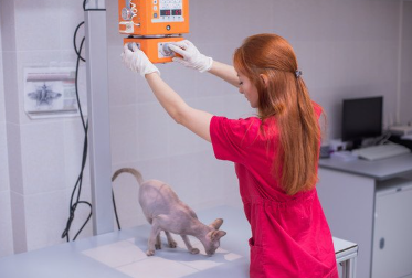 엑스레이를 찍는 고양이.