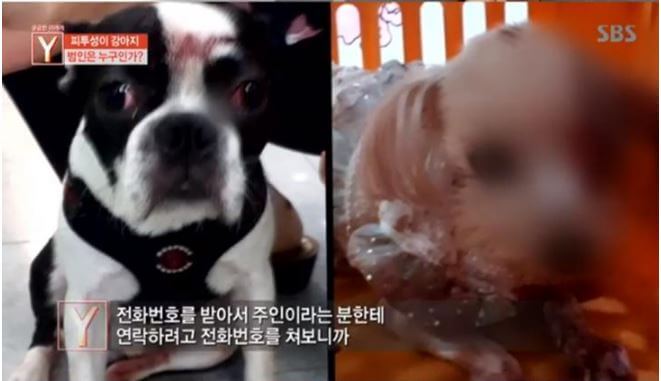 궁금한이야기y 동물학대범