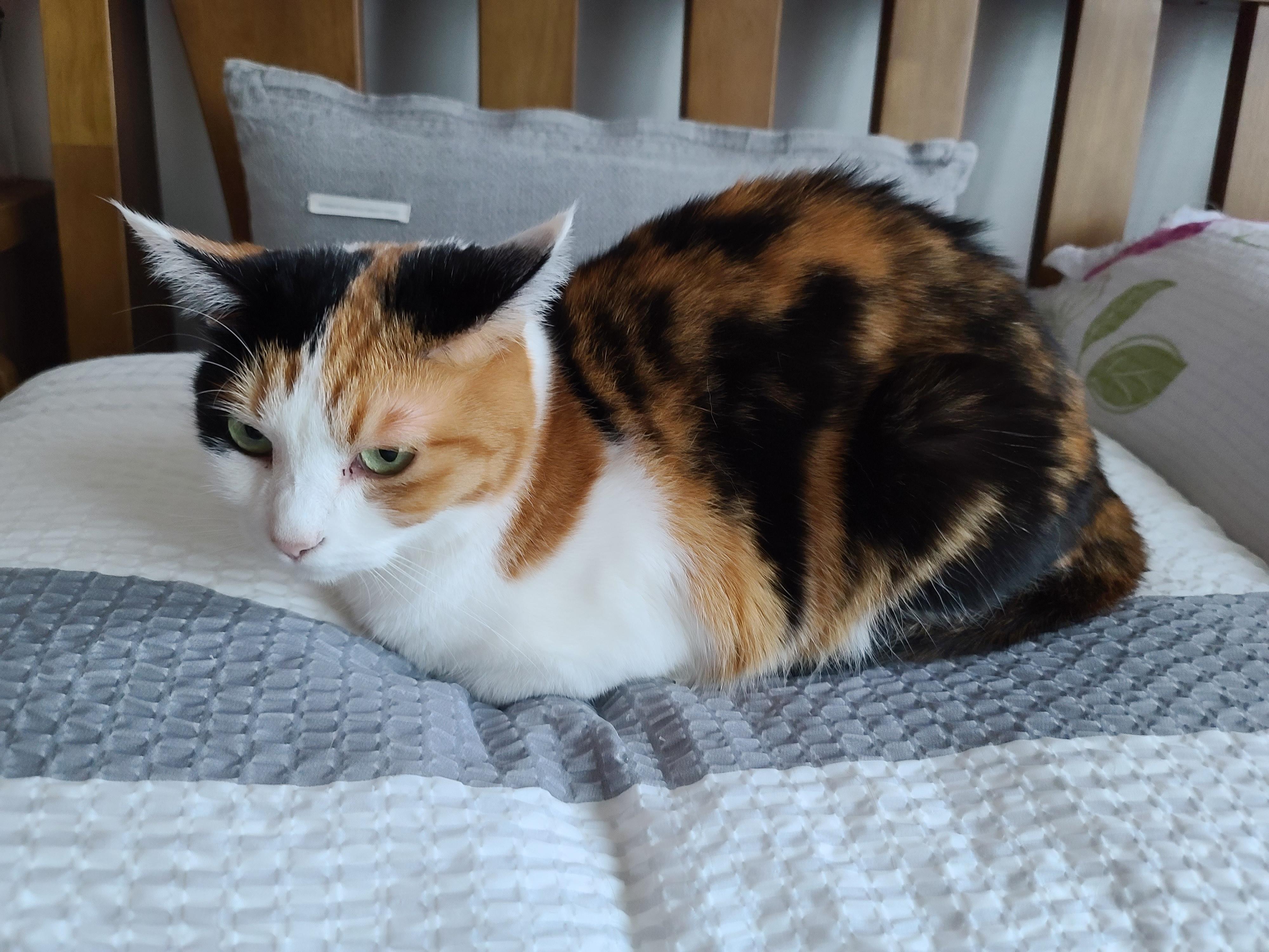 귀엽게 자는 고양이들. 비오는날 아홉냥이들.