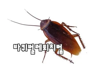 바퀴벌레 퇴치 붕산과 계란노른자 유인제 틈새 차단_23