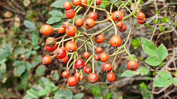 찔레꽃 열매
