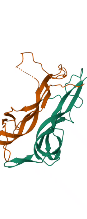 BDNF구조(PDBID:1B8M)