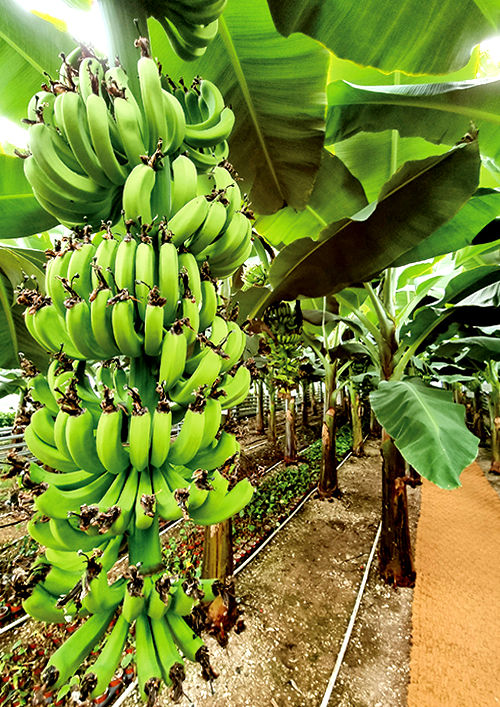 특색있고 아름다운 민간 정원 30선 추천 여행 - 25. 통영 동백커피식물원