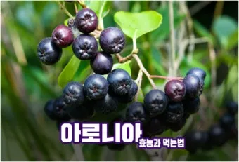 아로니아 먹는 가장 좋은 방법과 생 냉동 분말 활용 팁_4