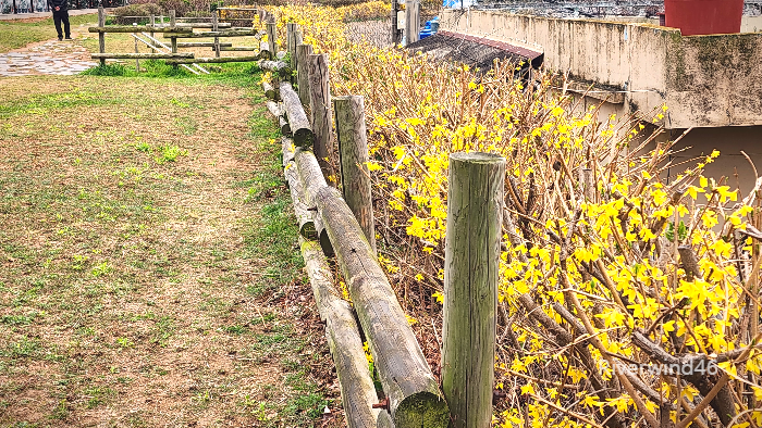 개나리꽃울타리