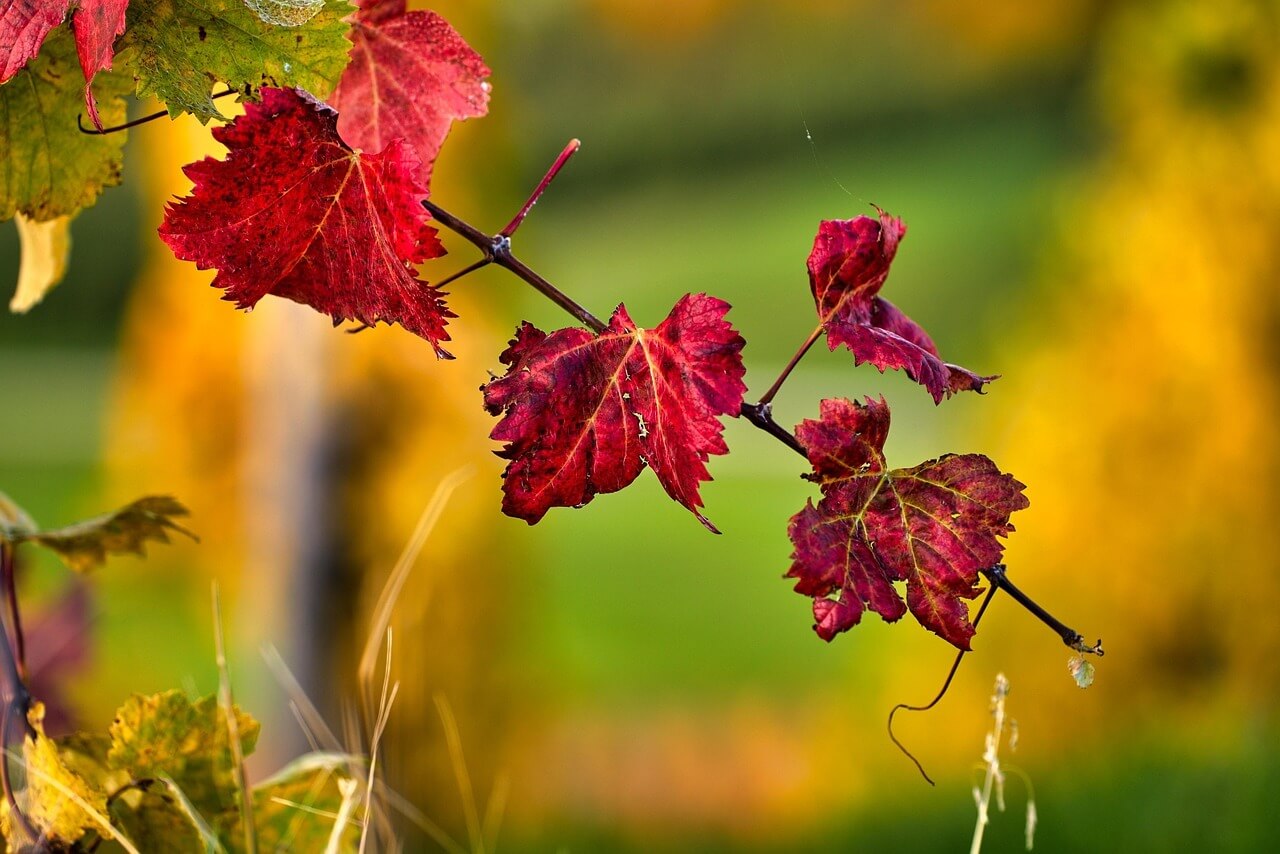 화담숲 단풍 절정시기 예약