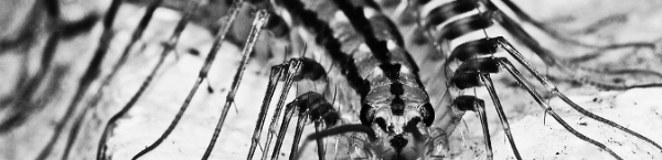 바퀴벌레 없애는법: 돈벌레 없애는 방법