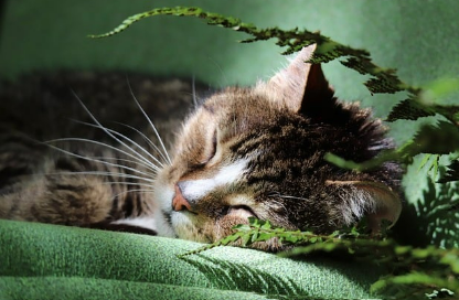 고양이꿈 상황별 해몽