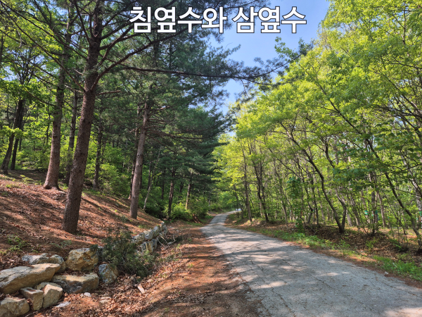 다양한 침엽수들이 우거진 숲길을 걷는 모습