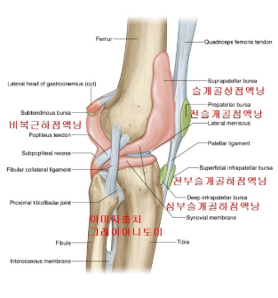 무릎 주변 점액낭