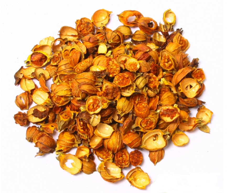 야생에서 채취를 한 치자를 깨끗하게 세척하고 건조시킨 것을 하얀 바닥 위에 수북하게 놓아두고 찍은 사진