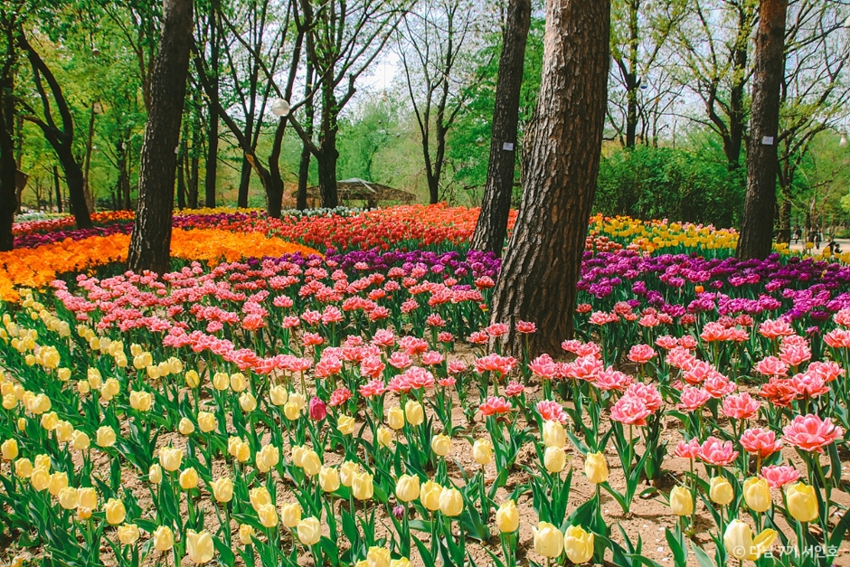 서울숲 공원 피크닉