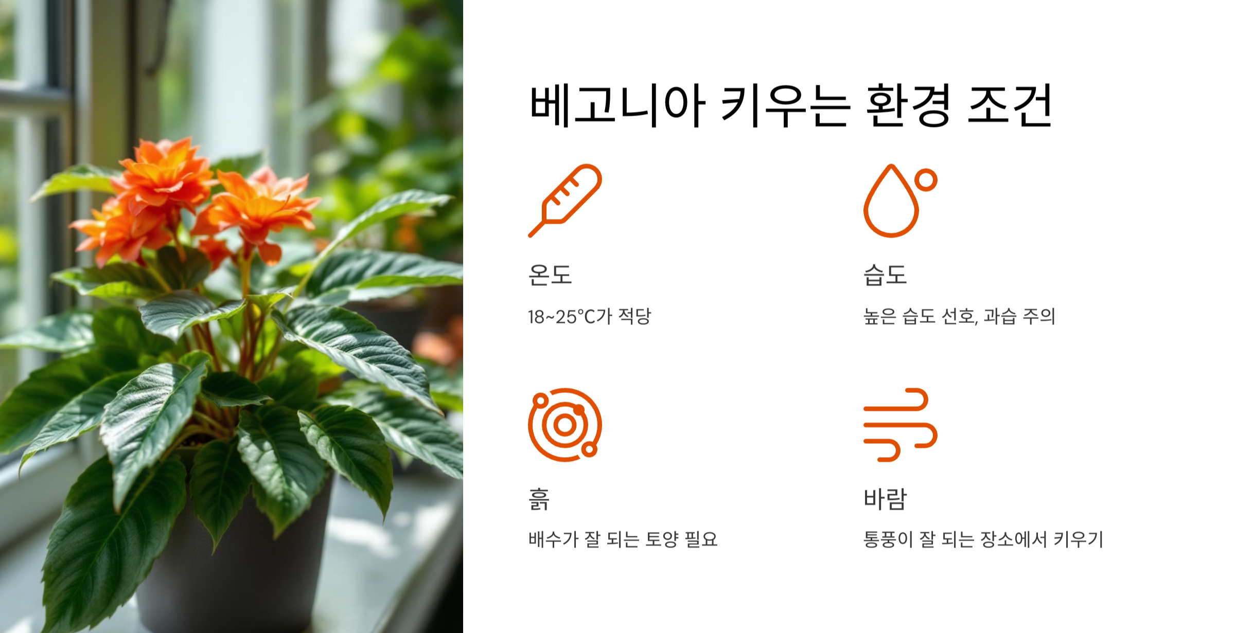 베고니아 꽃 사진