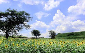 연천 호로고루 해바라기 통일바라기 축제
