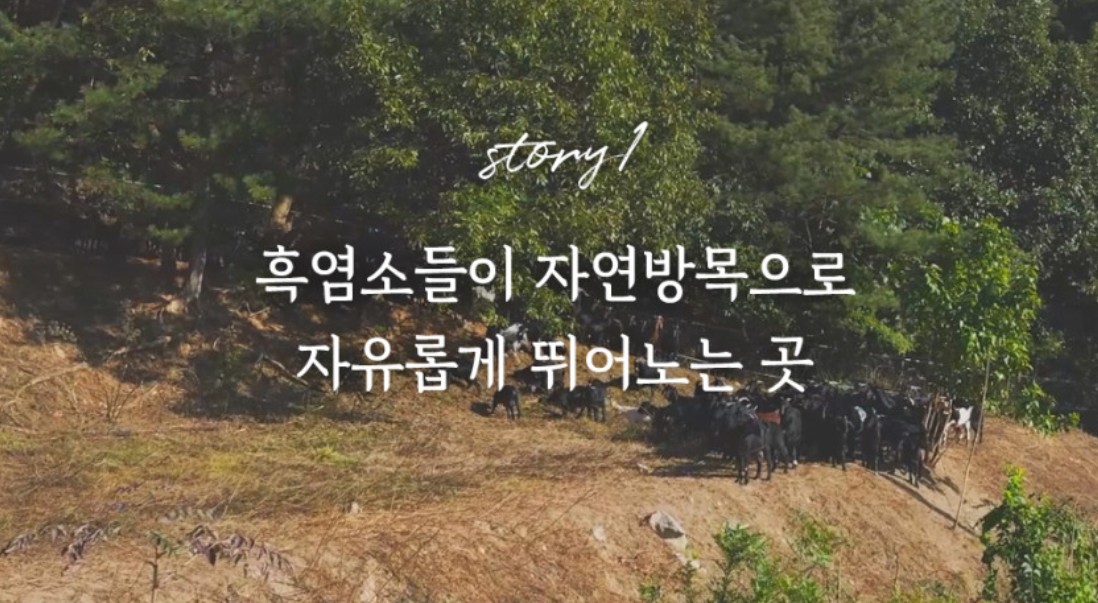 넓은-들판에-흑염소가-뛰어-노는-사진입니다.