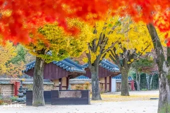 김천 직지사 2025년 단풍 절정 시기, 단풍여행코스, 김천김밥축제_36