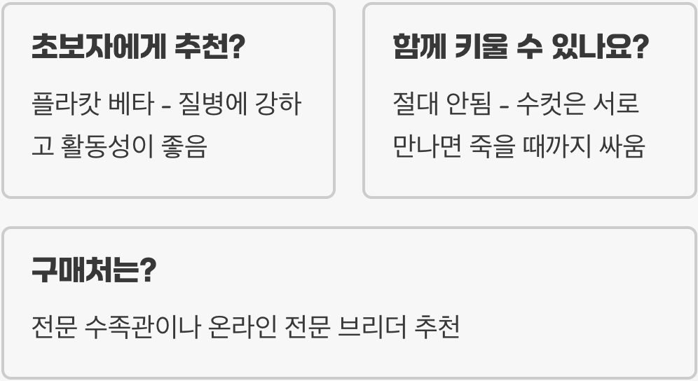 베타물고기 종류 총정리 (하프문, 크라운, 플라캇, 빅이어)