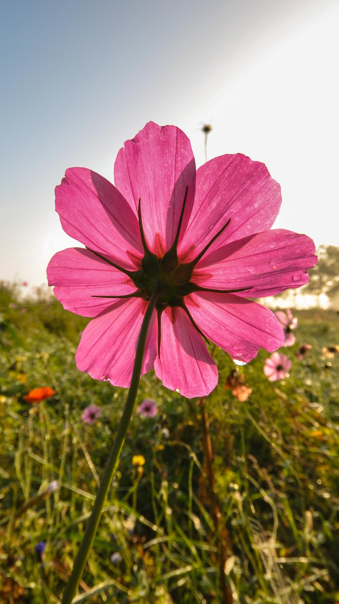 꽃 배경화면 사진 고화질 이미지 스마트폰
