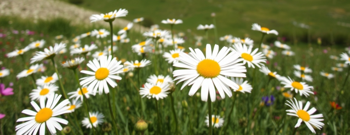 전북 부안 변산 마실길, 송포항 샤스타데이지 명소