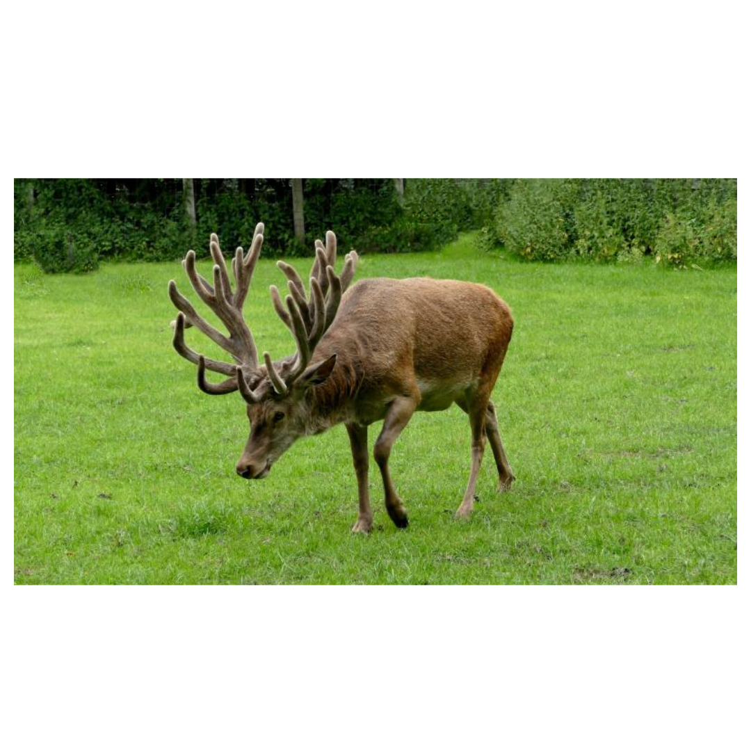 녹용 효능과 관련된 사진입니다.