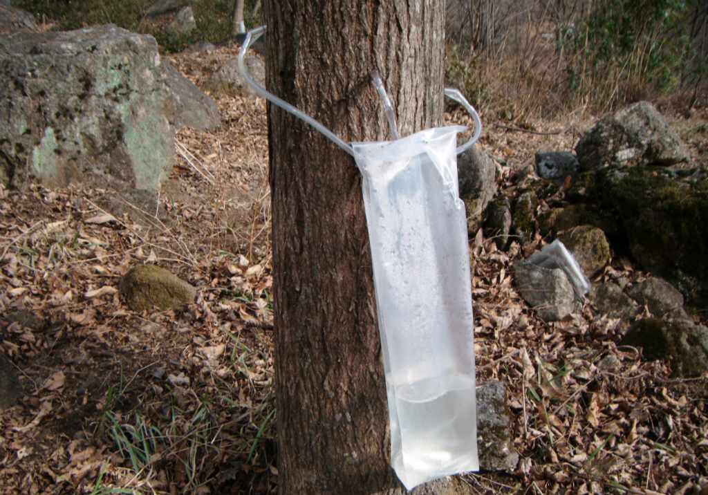 고로쇠물 효능 부작용 유통기한 먹는방법 구입방법 채취방법