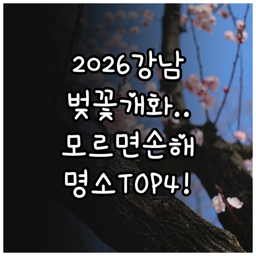 2026 강남구 벚꽃 개화 일정과 추..