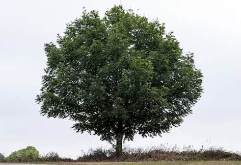 나무 한 그루의 삶 - 성장 과정과 자연에서의 의미