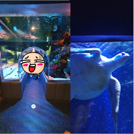 거북이