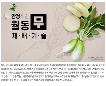 무 재배 솎아주기 토양 소독 비닐 멀칭_9