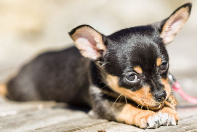 산책 중에 엎드려 있는 치와와.