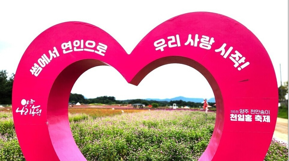 양주 나리농원 천일홍축제
