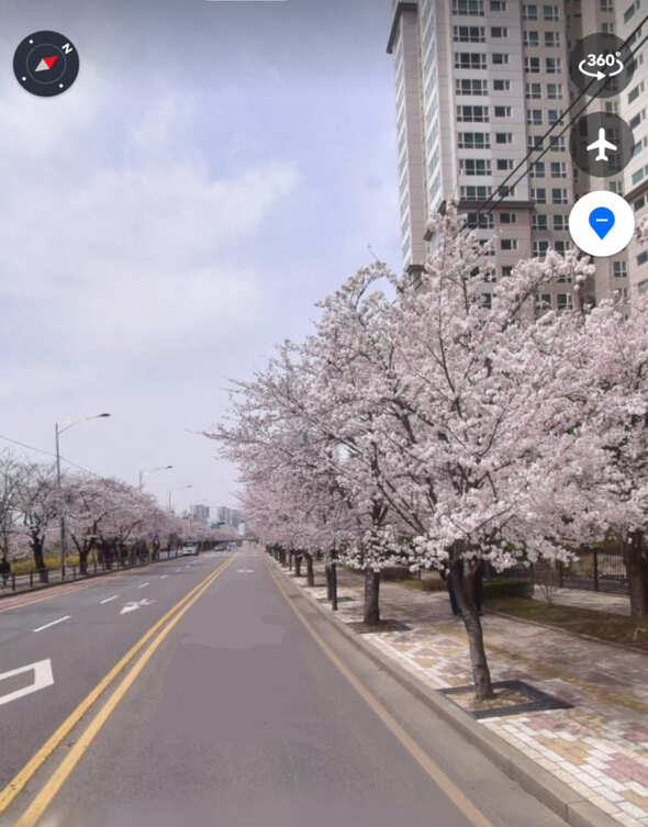 여의도 벚꽃축제 실시간 주차장 찾기 벚꽃 명소