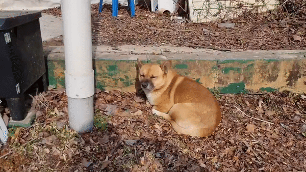 풍곡가든-마스코트-누렁이