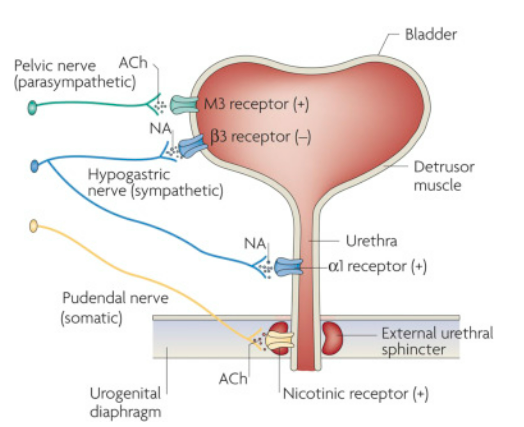 아저씨가 감기약 먹고 오줌이 잘 안 나와요.