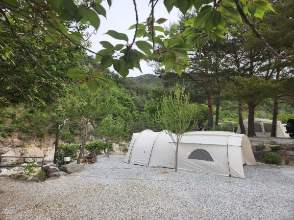 왕피천모래언덕캠핑장_사이트