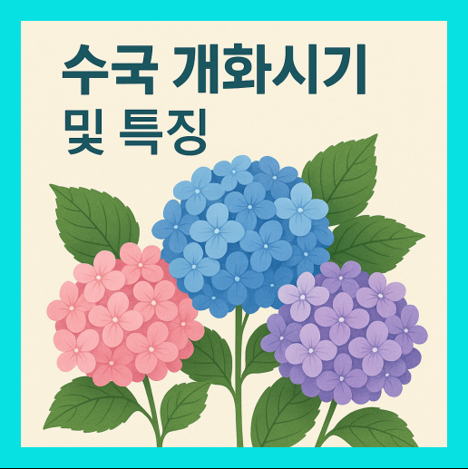 수국 개화시기