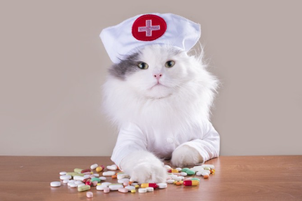 고양이 의사 선생님.