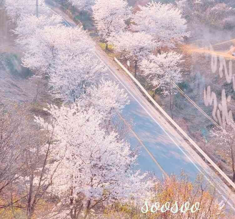 벚꽃축제,벚꽃길/ 벗꽃터널 4월 커플드라이브코스 추천