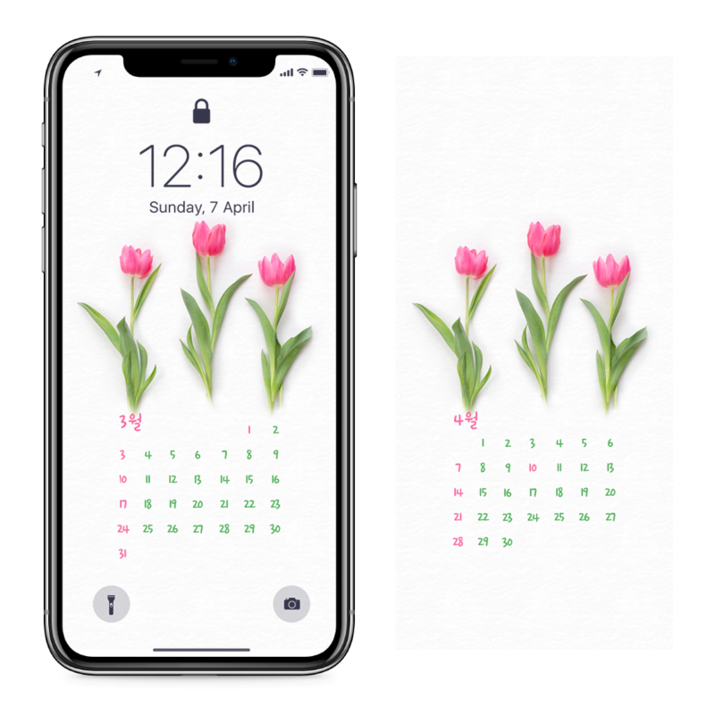 02 핑크 튤립 AB - 2024년3월 아이폰달력배경화면