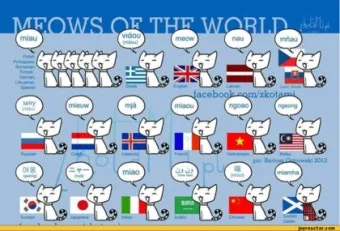 고양이 울음소리 종류, 애기 고양이 울음소리, 화난 울음_32