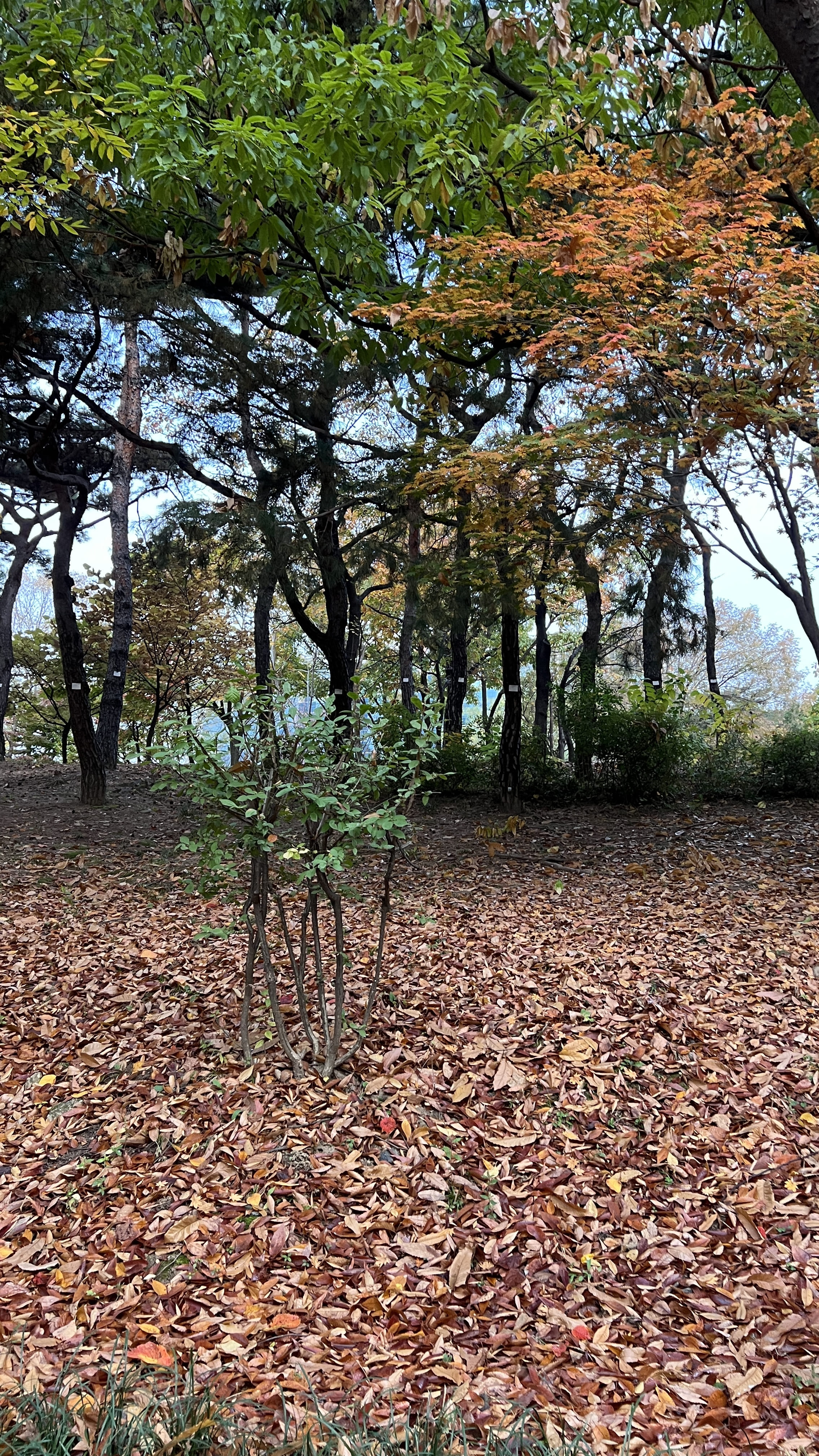 여의도 한강공원 