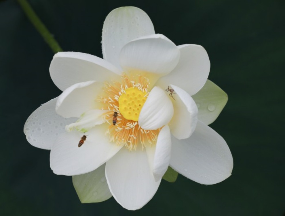 세미원 연꽃문화제