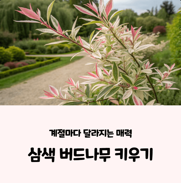 삼색 버드나무 키우기