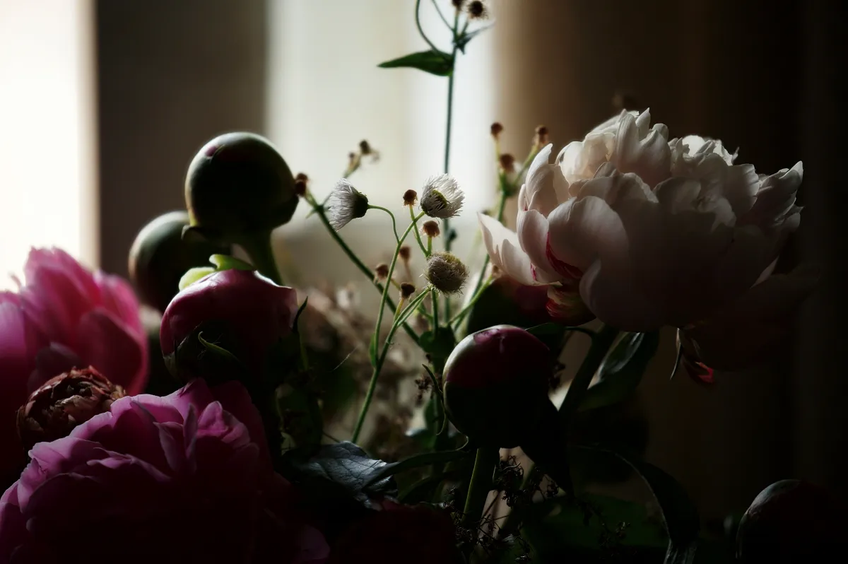 어두운-배경-꽃-사진