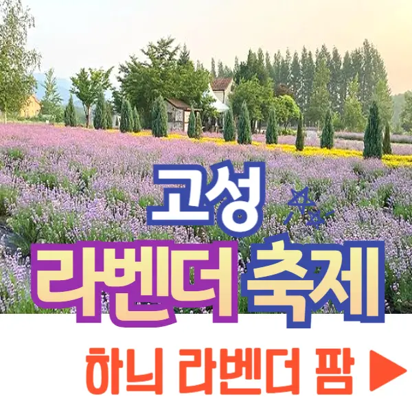 고성 라벤더 축제 하늬 라벤더 팜