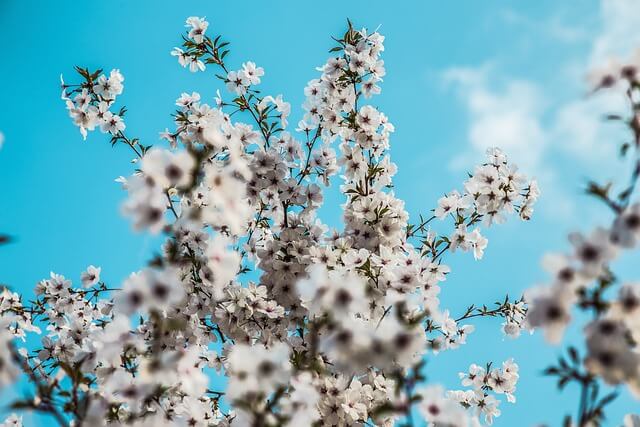 2025 영등포 여의도 봄꽃축제 (벚꽃) 일정&amp;#44; 볼거리&amp;#44; 주차 꿀팁